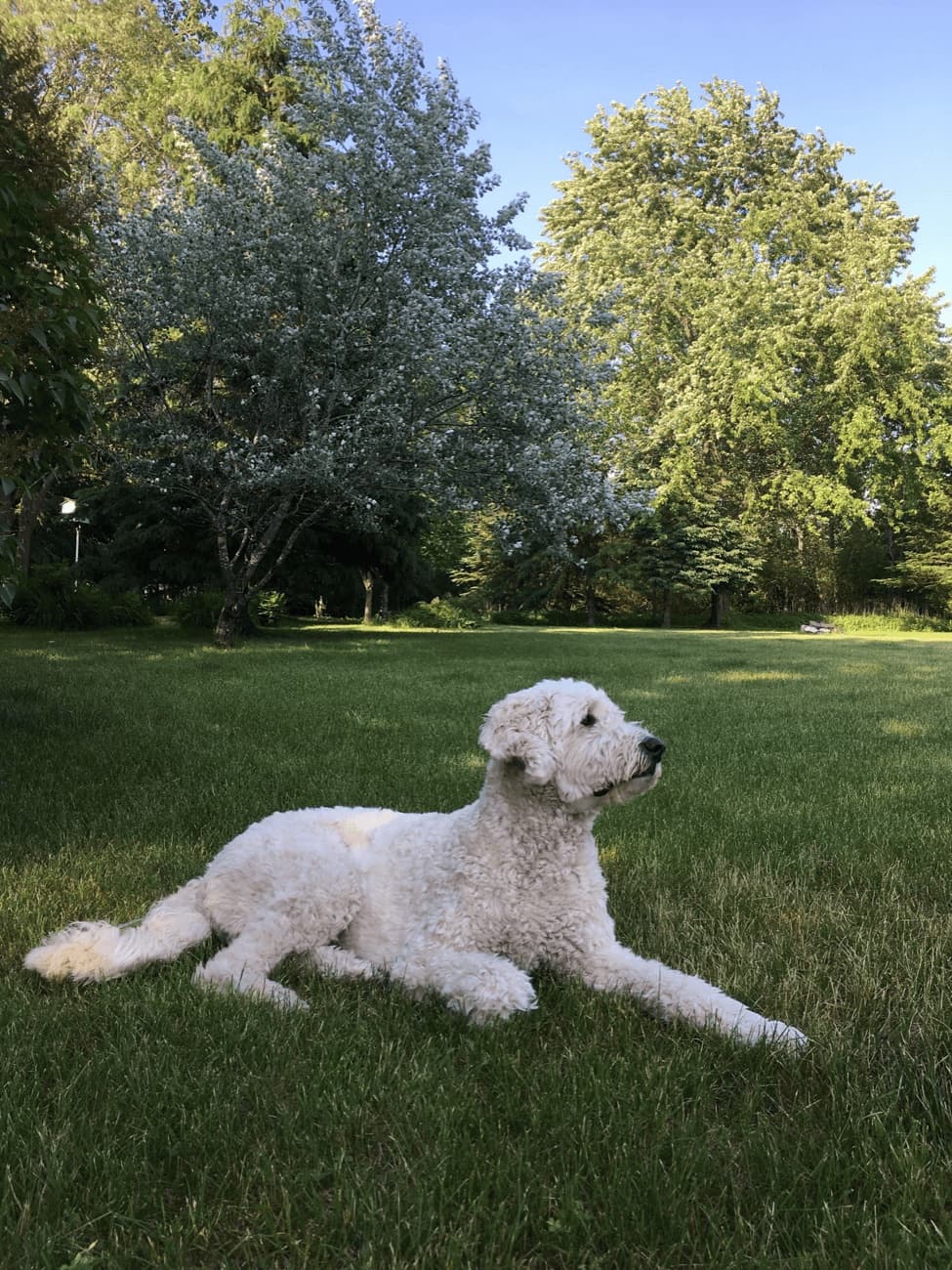 Sasha, the golden doodle, looking like the best dog ever.