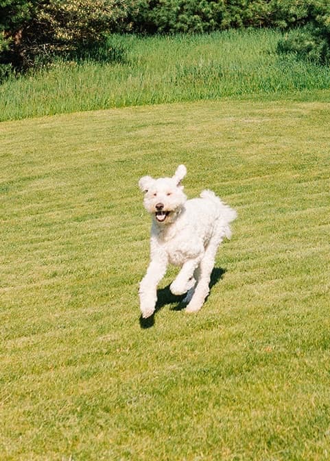 A white curly-coated dog running across a sunny green lawn toward the camera, tongue out, a treeline behind.